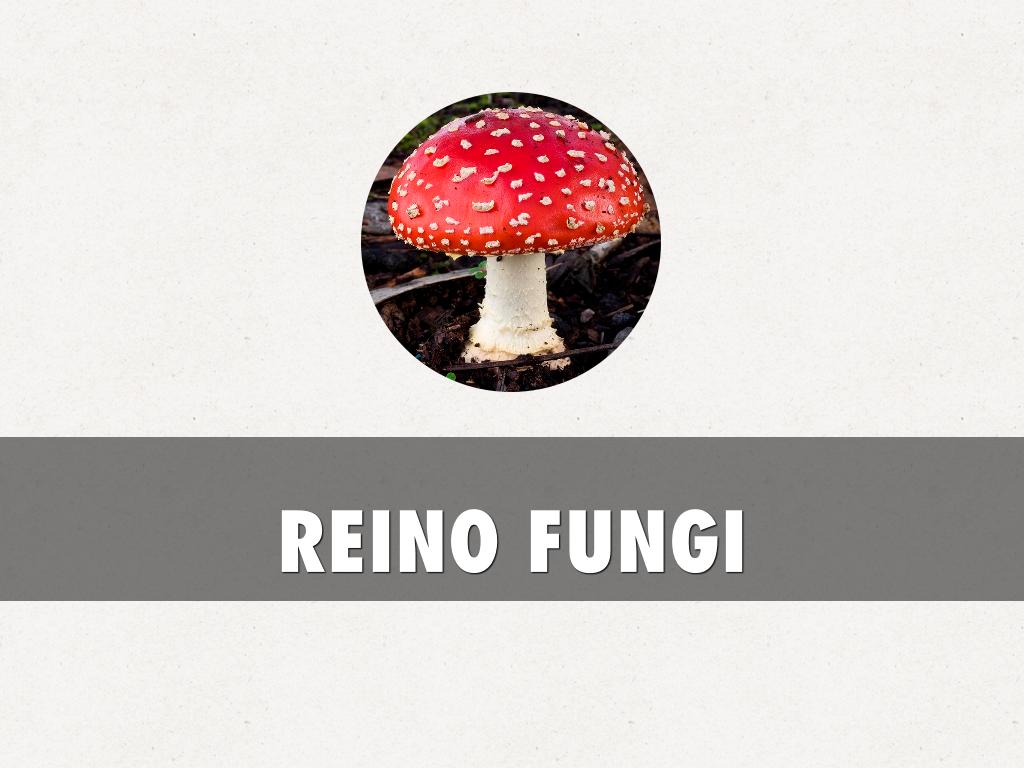 REINO FUNGI