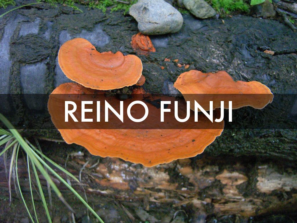 REINO FUNJI