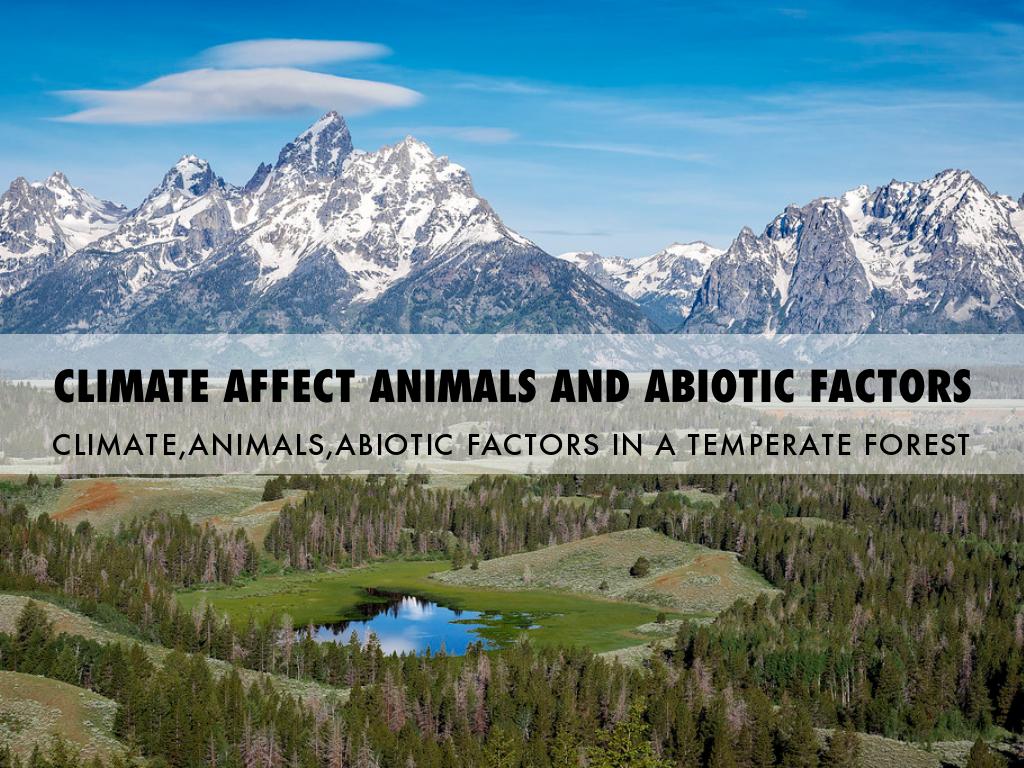 Climate Affect Animals and Abiotic Factor
