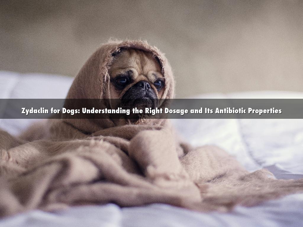Zydaclin for Dogs: Understanding the Right Dosage and Its Antibiotic Properties