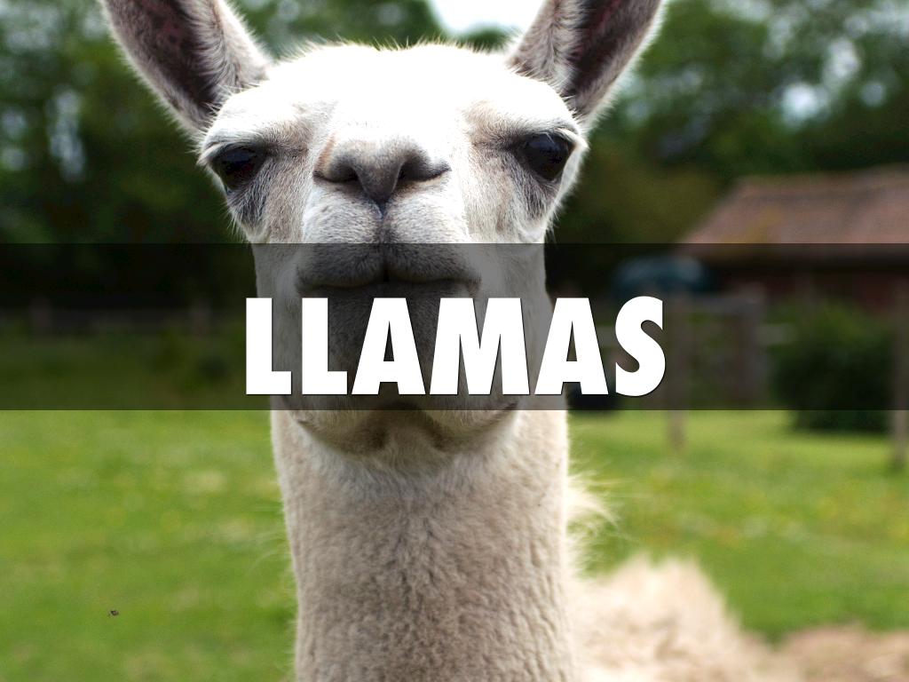 Why Llamas Are Better Than Alpacas