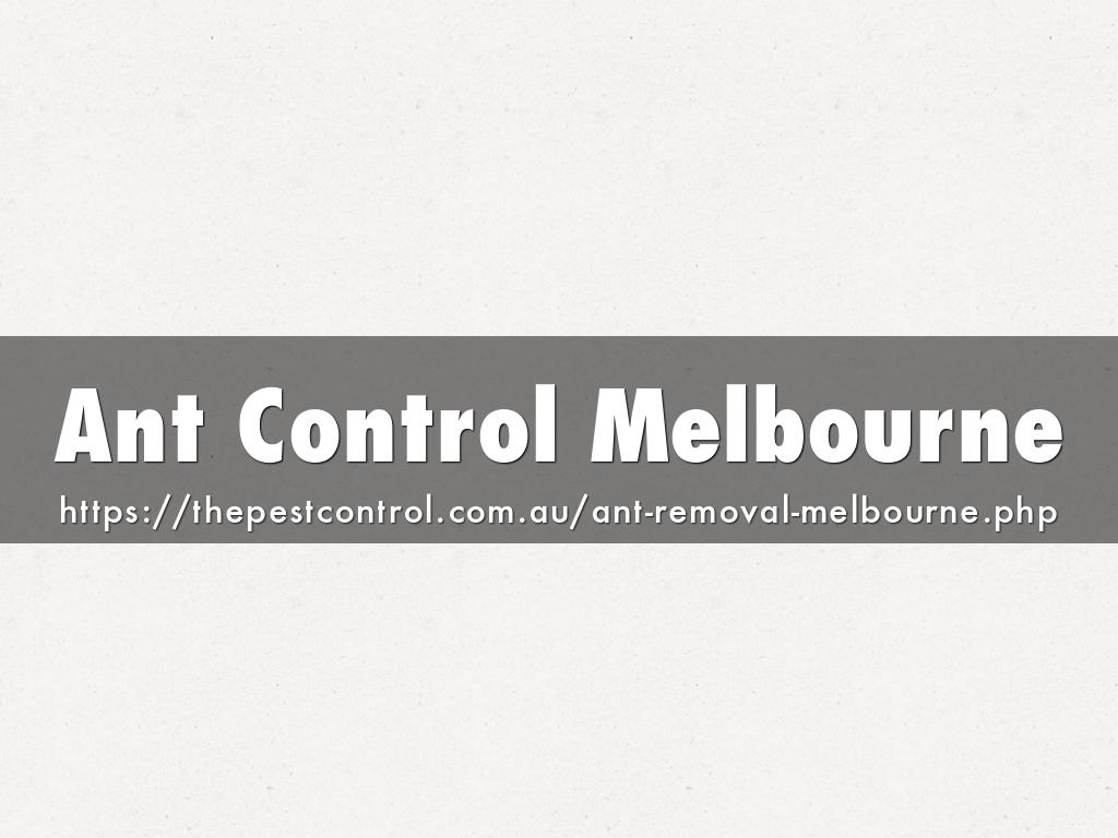 Ant Control Melbourne