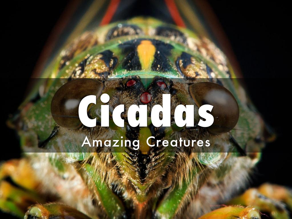 Cicadas