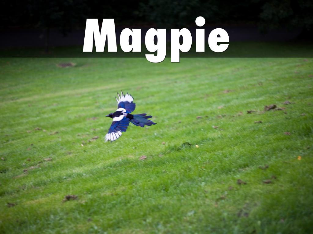 Magpie