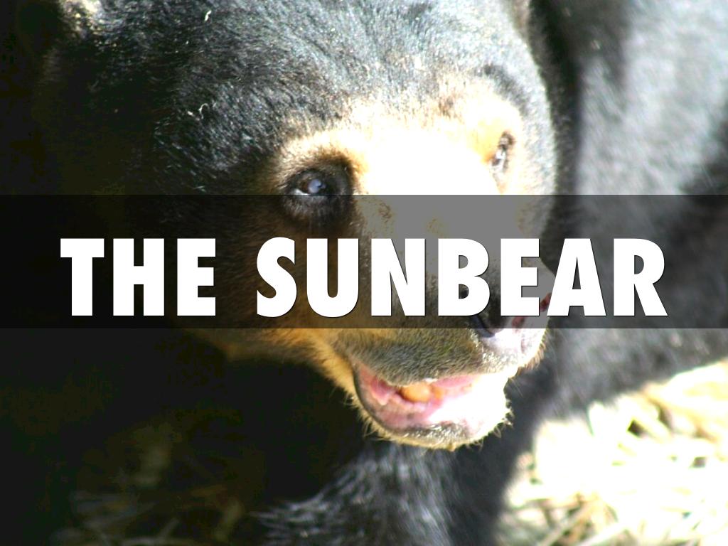 The Sun bear