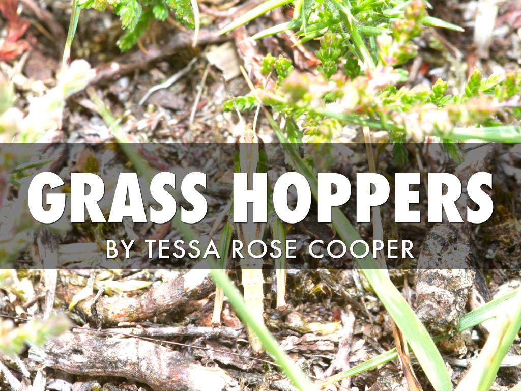 Grass Hoppers