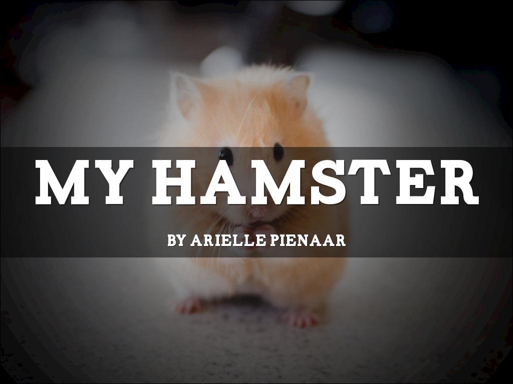 My Hamster