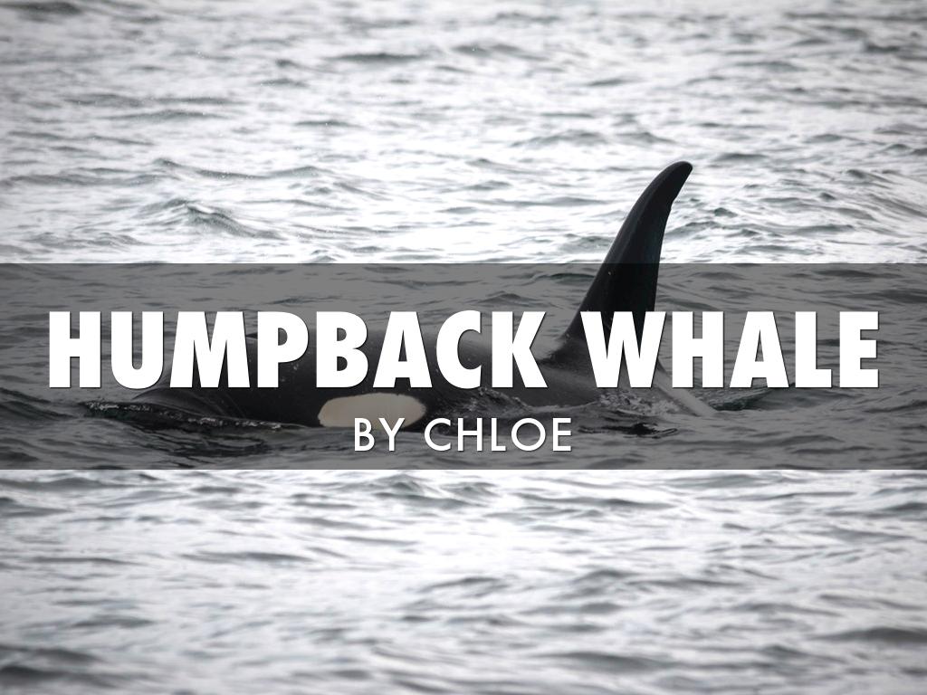 Humpback Whale 