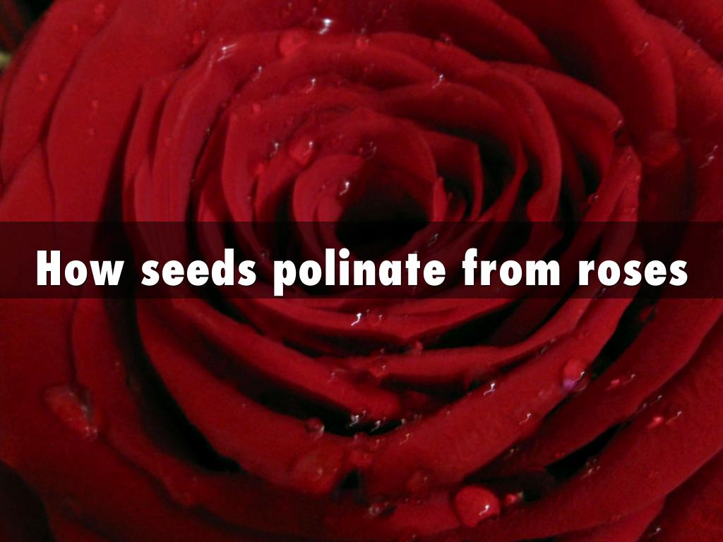 How Seeds Pollinate From Roses 