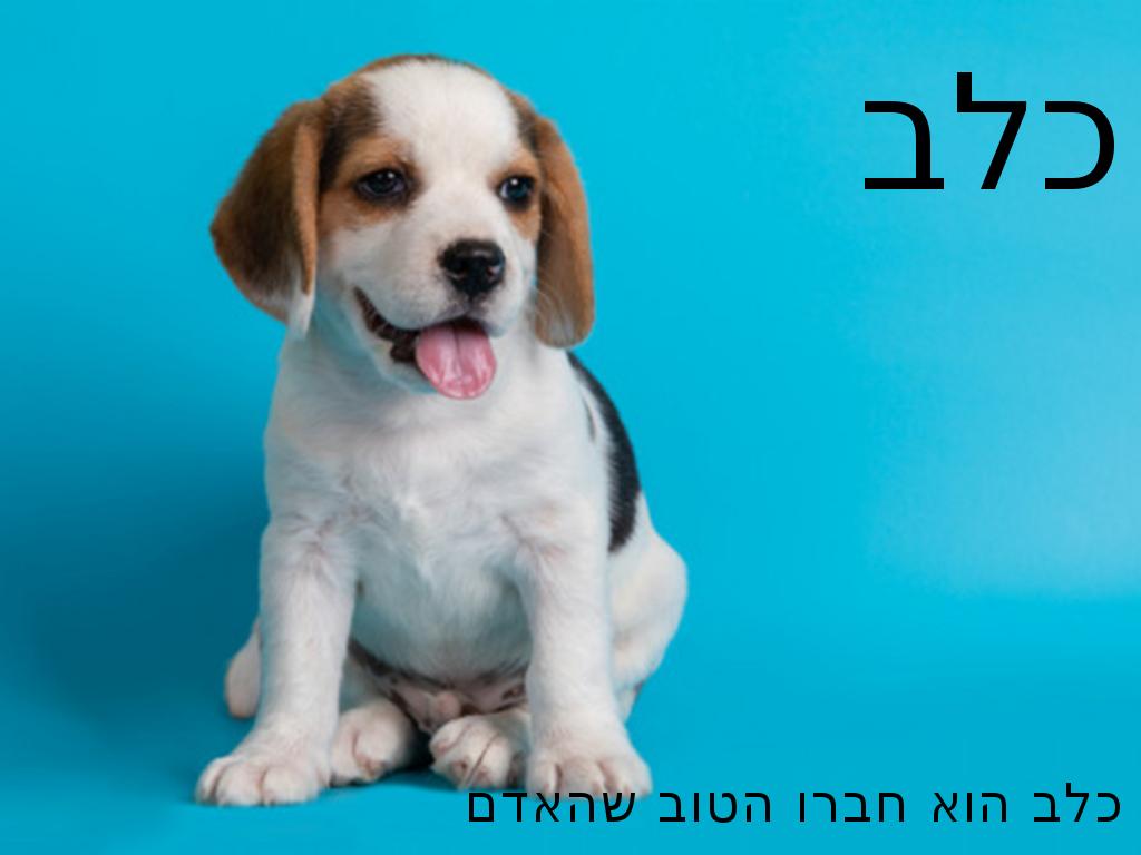 ×××¨×£