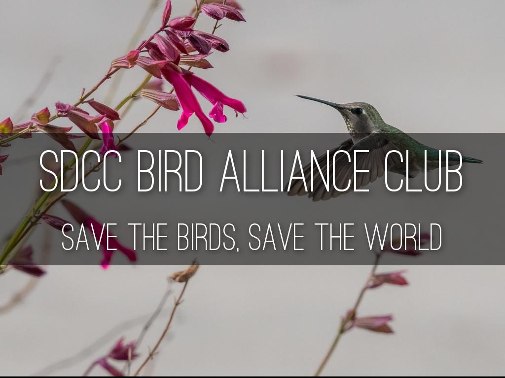 SDCC Audubon Club
