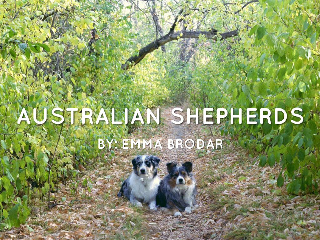 Australian Shepherd