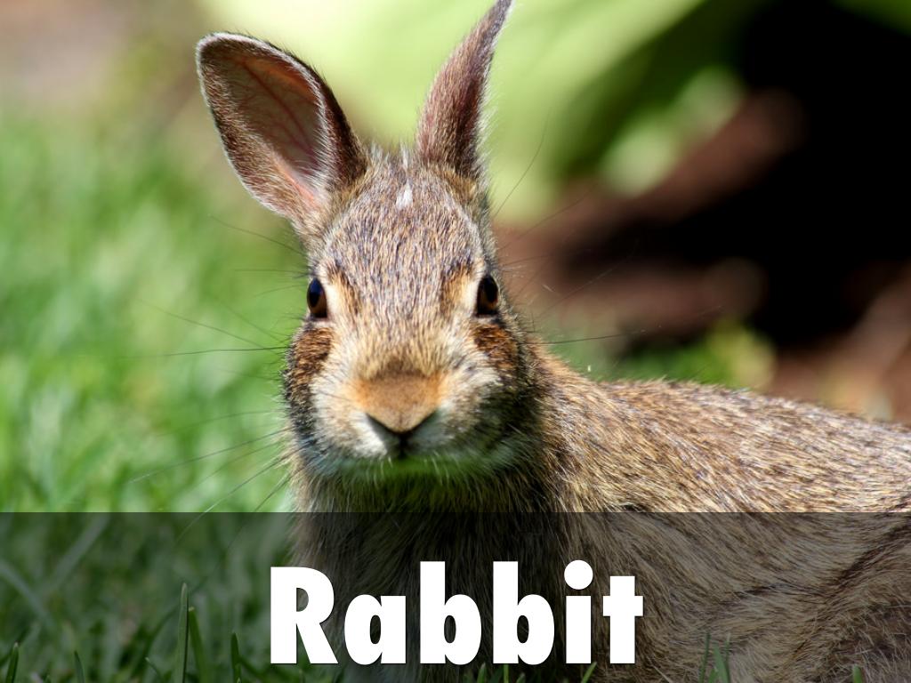 Rabbit