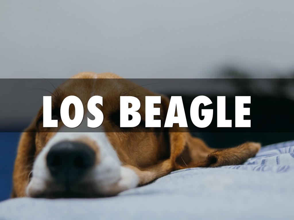 El Beagle