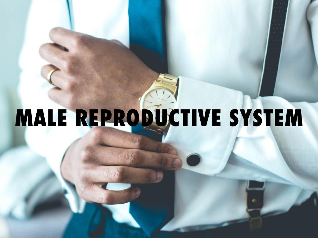 MALE REPRODUCTIVE SYSTEM