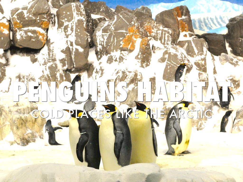 Penguins Habitat 