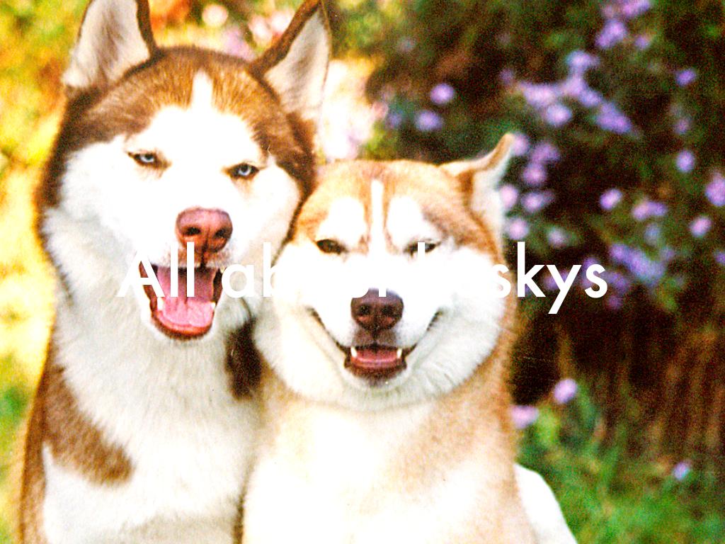 All About Huskys