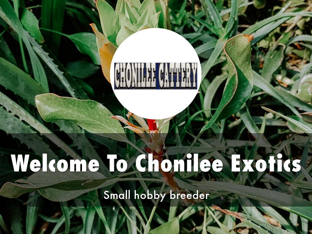 Chonilee Exotics Presentation