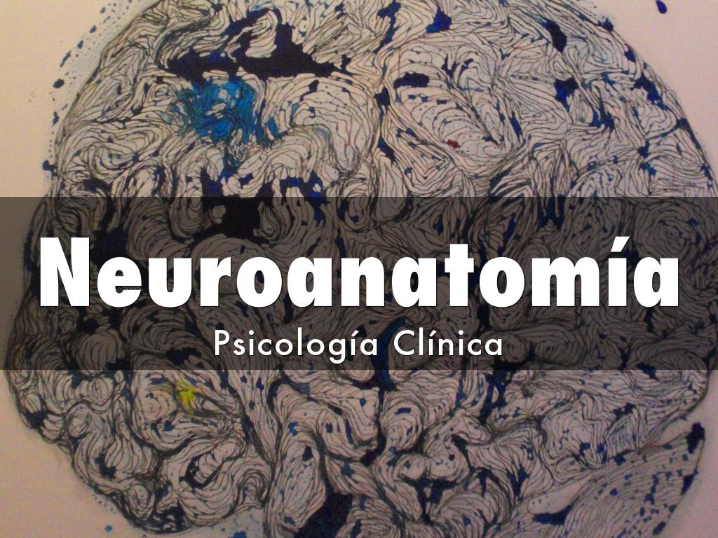 Neuroanatomía