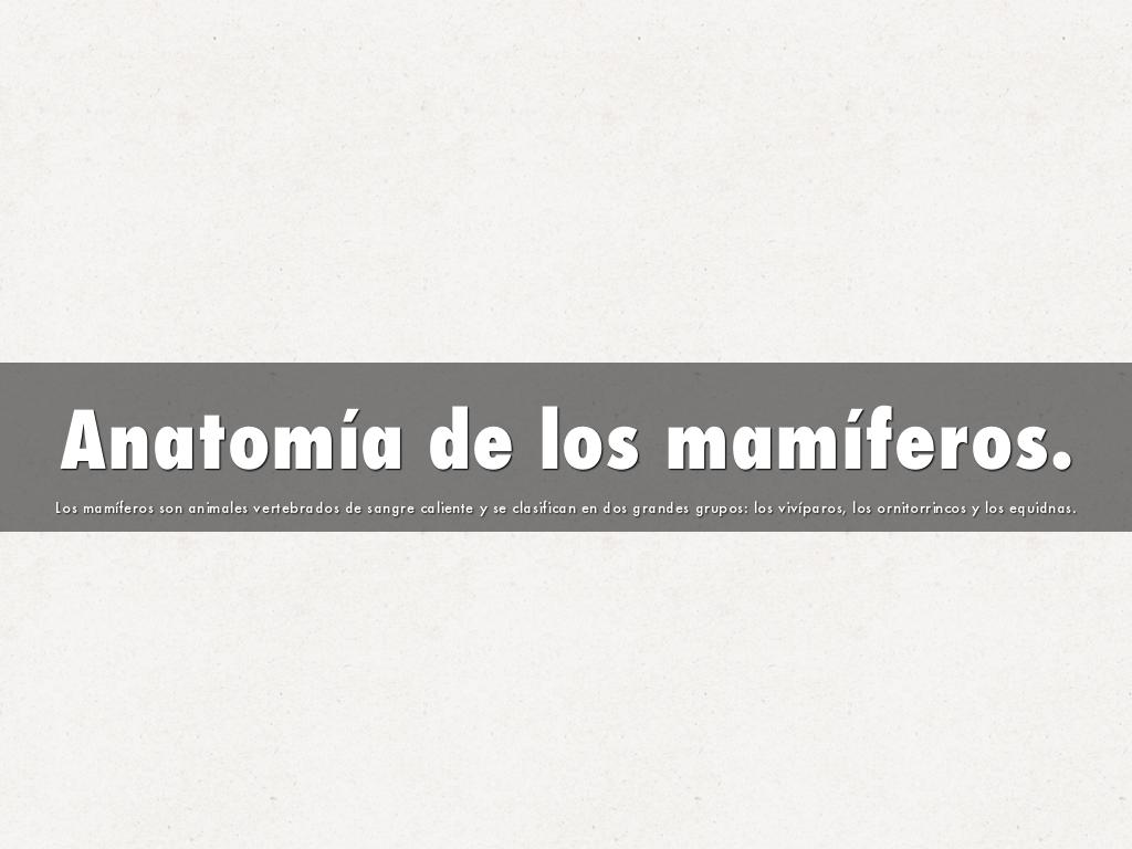 Anatomía de los mamíferos.