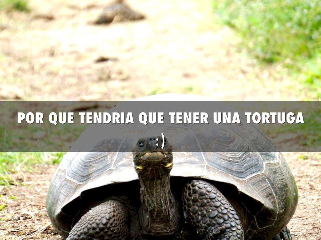 tortuga 