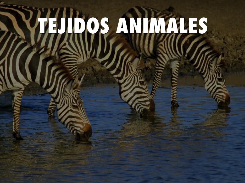 TEJIDOS ANIMALES