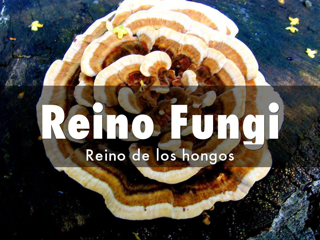 Reino Fungi