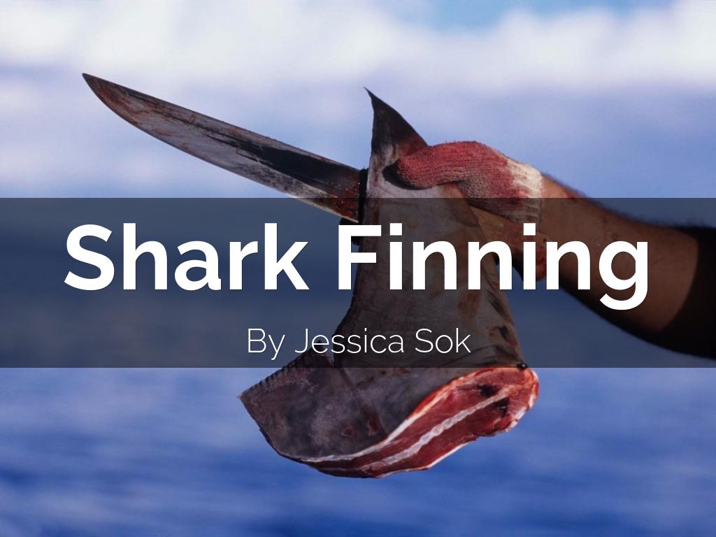 Shark Finning