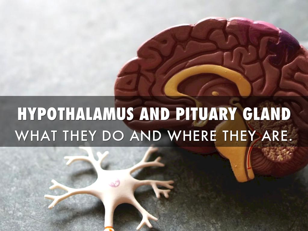 Hypothalamus & Pituitary Gland