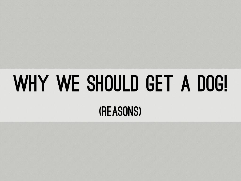Why We Should Get A Dog