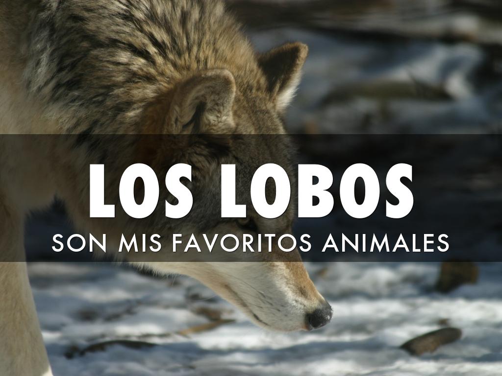 Lobos