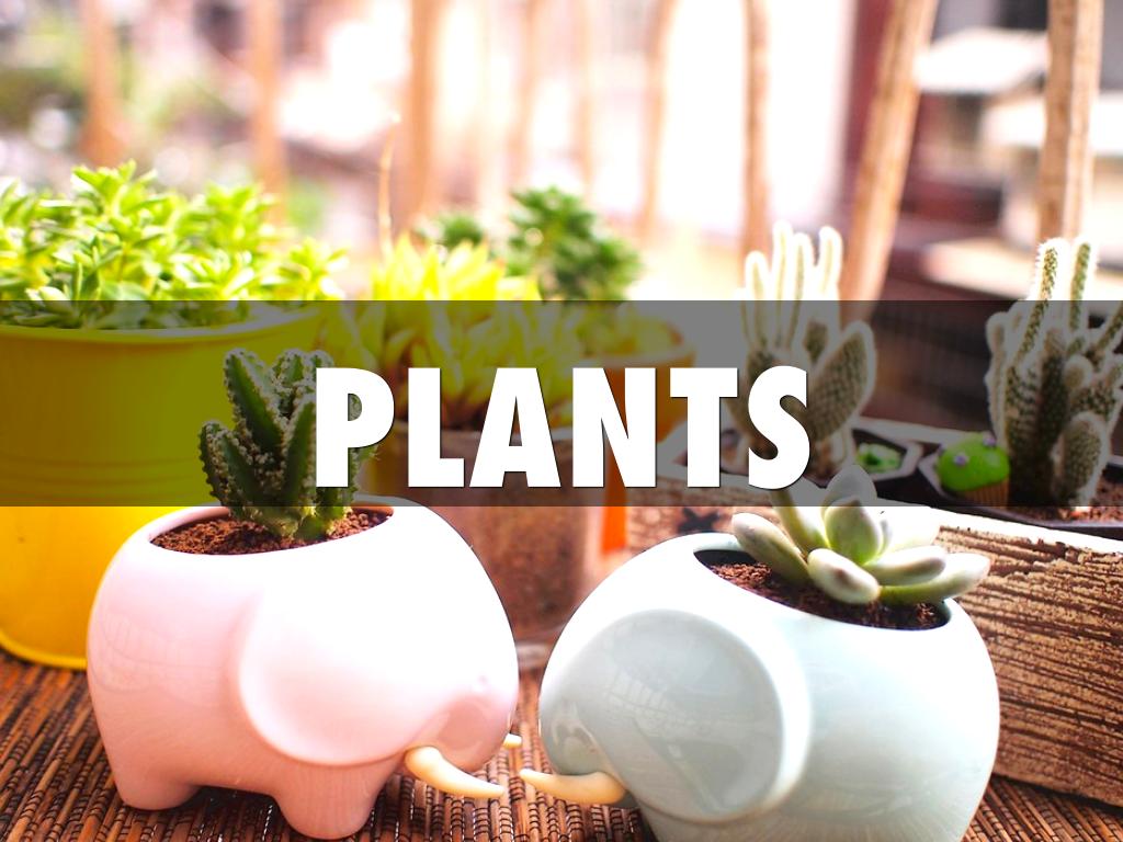 PLANTS