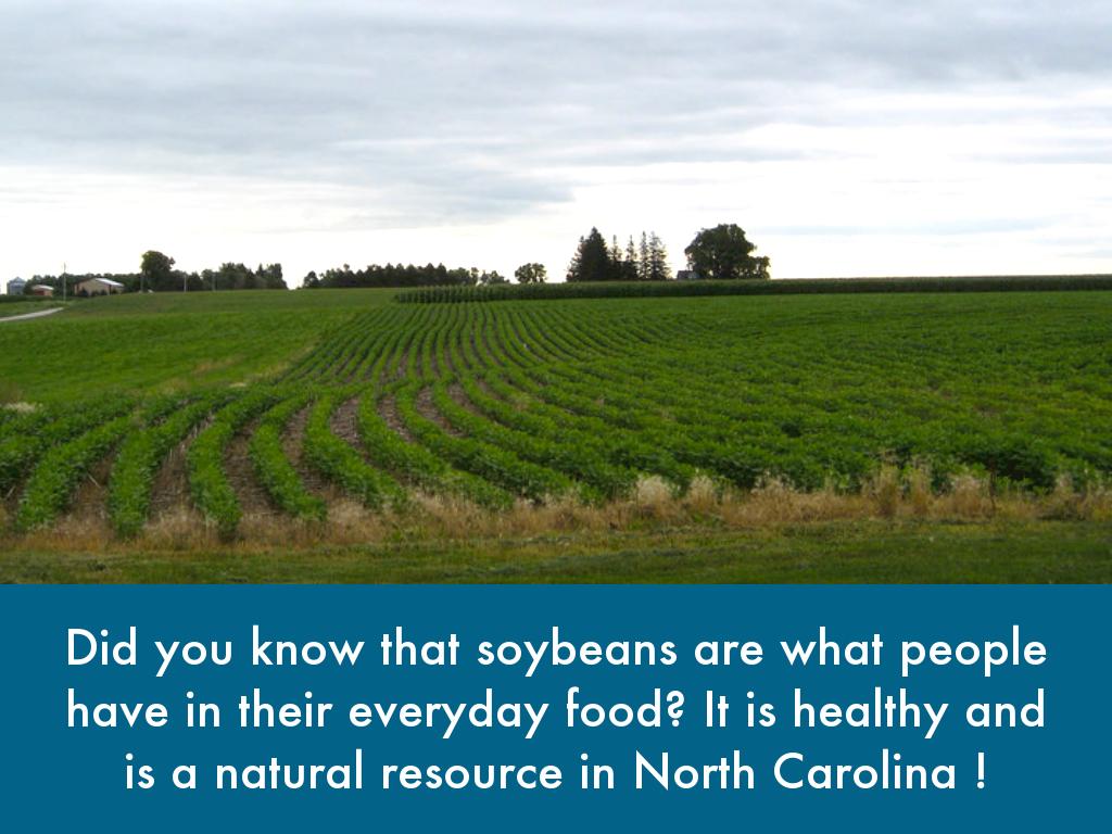 The World Of Soybeans 