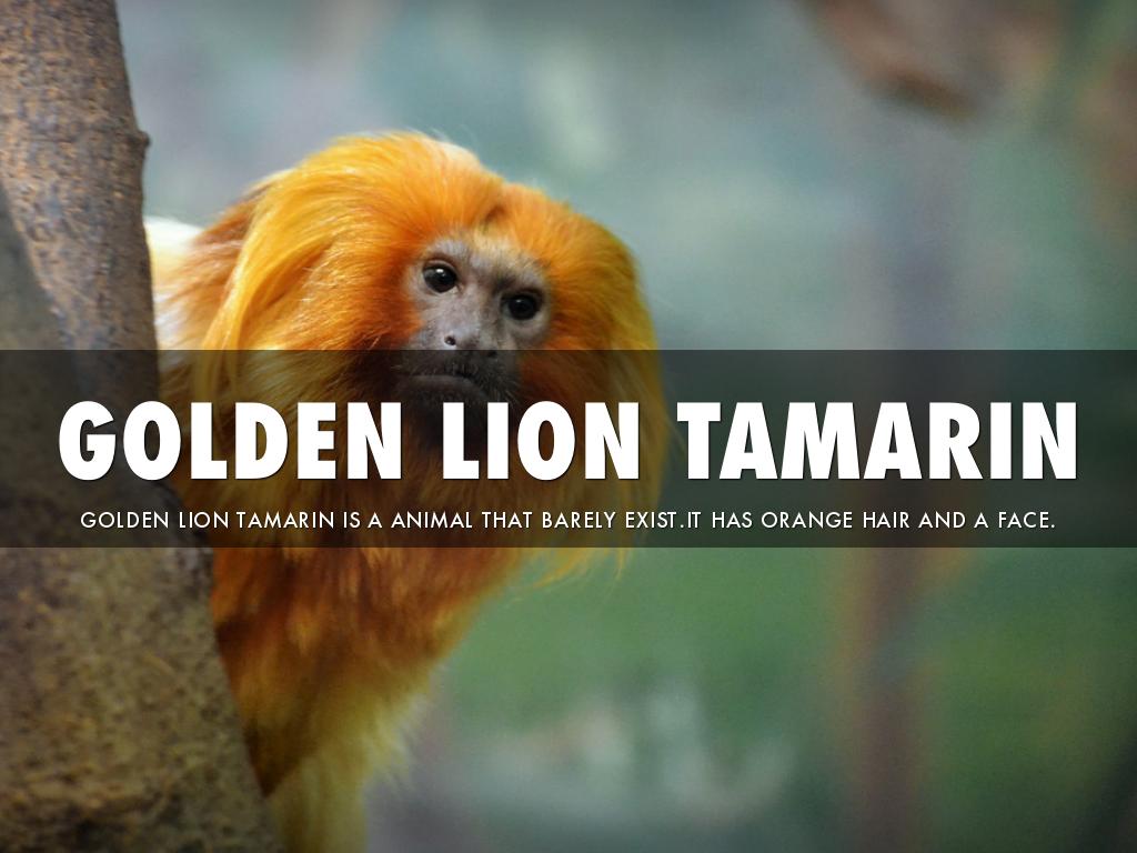 The Golden Lion Tamarin