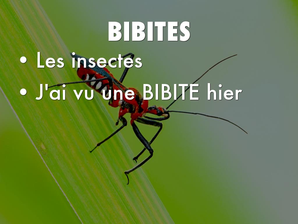 La Nouvelle Maîtrise 