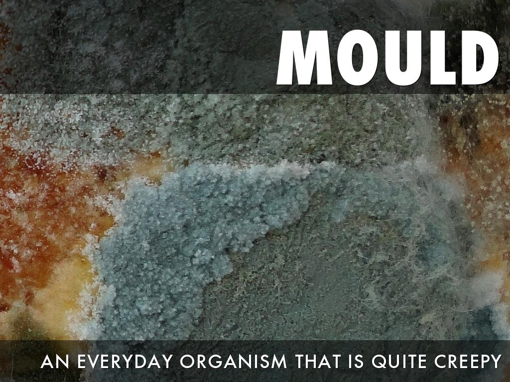 Mould