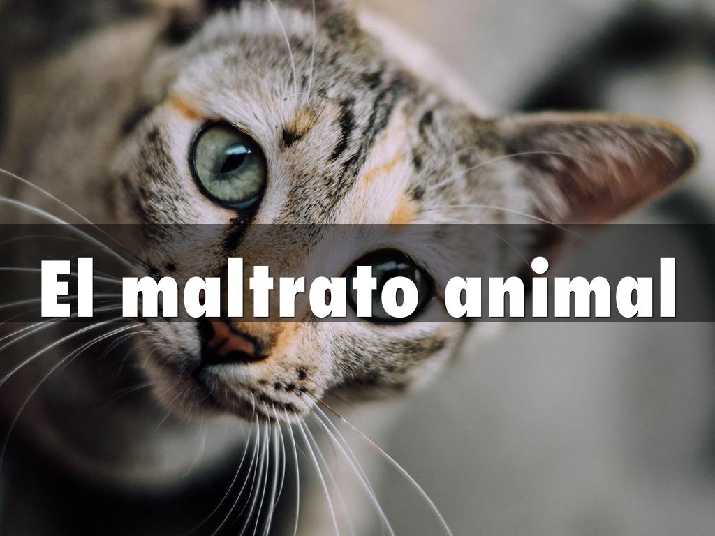 El maltrato animal