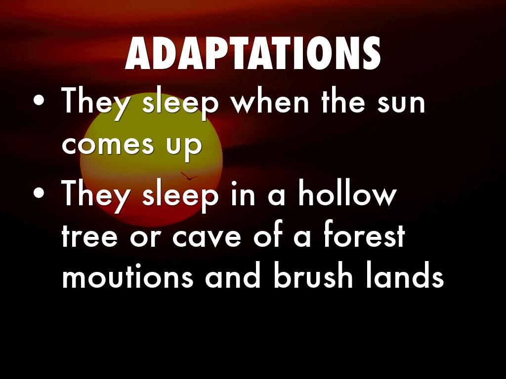 Bobcat by Karen Glavin