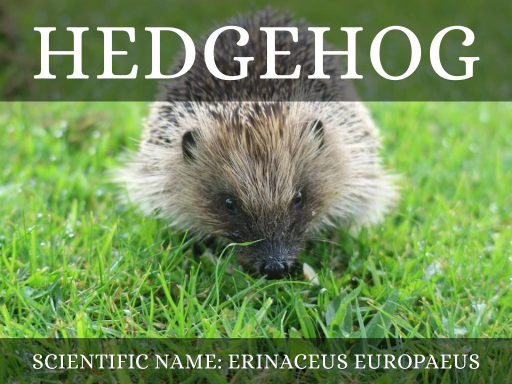 Hedgehogs