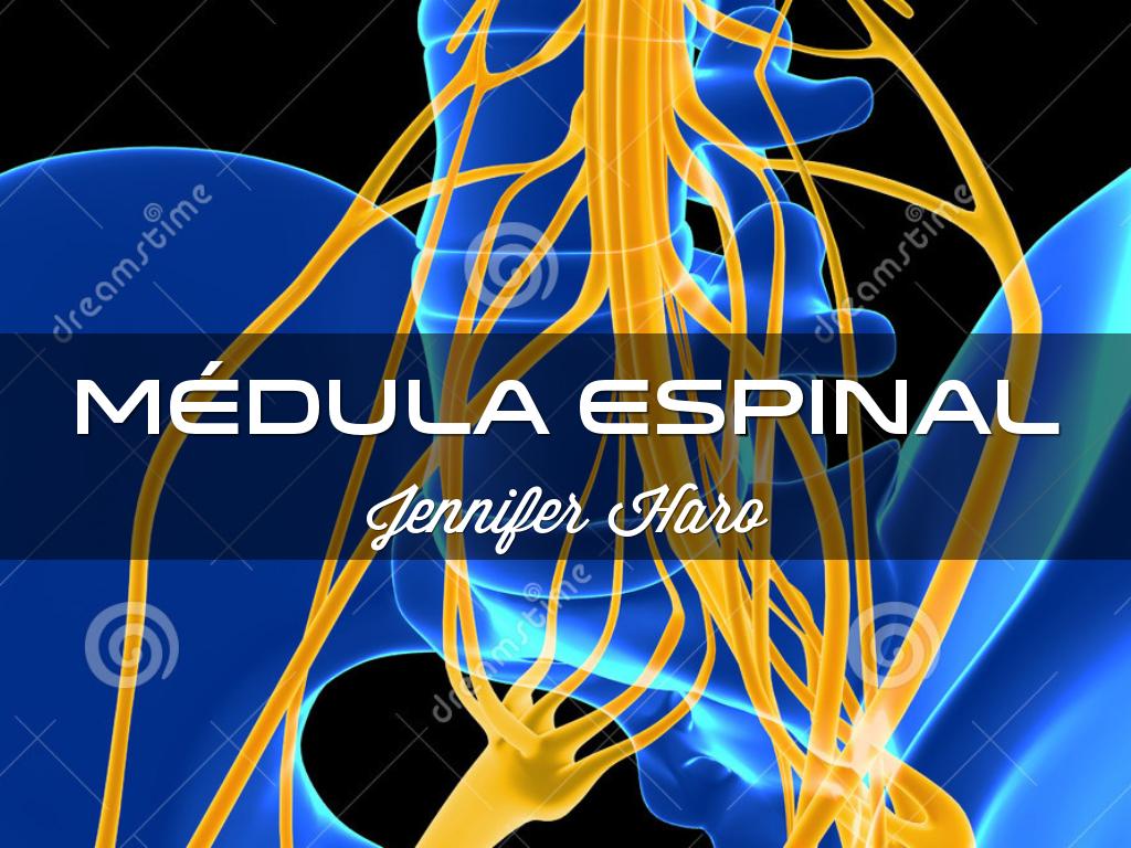Medula Espinal