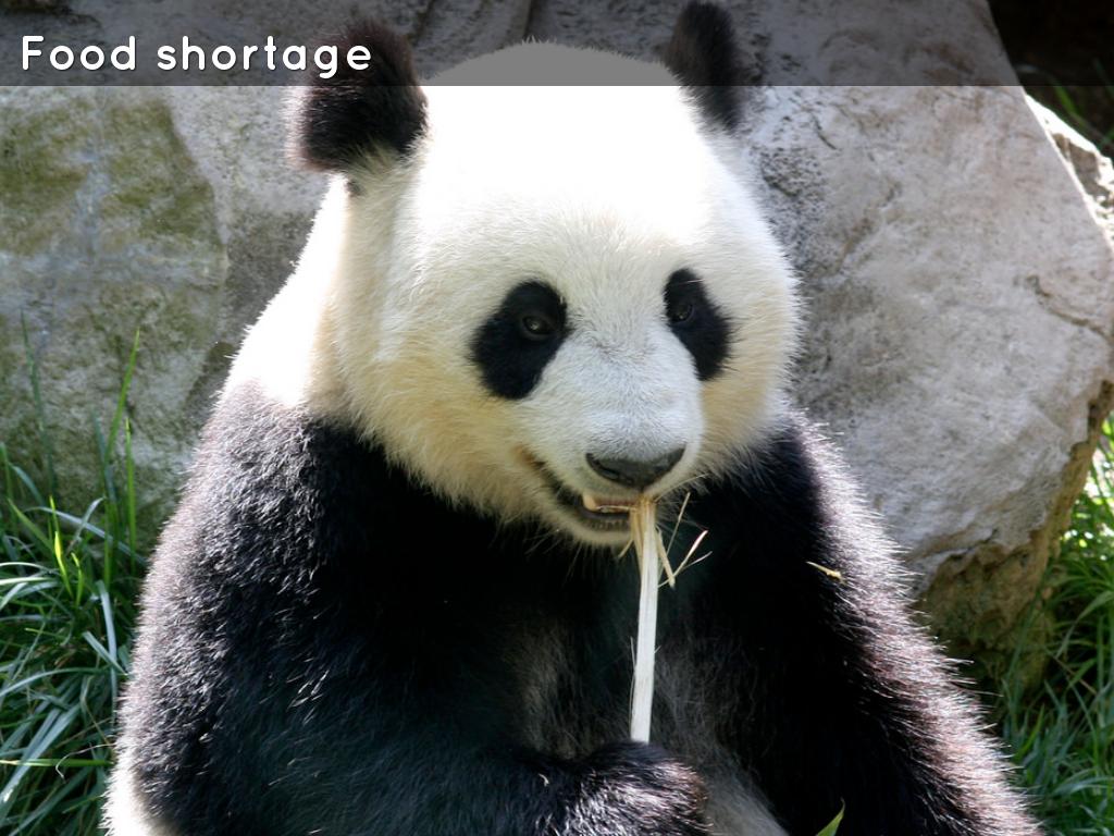 What is causing the pandas to go extinct? by Katherine