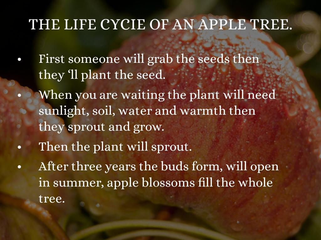 100 Best Apple Picking Captions for Your Orchard Visit - Routinely Shares, image size:1024x768