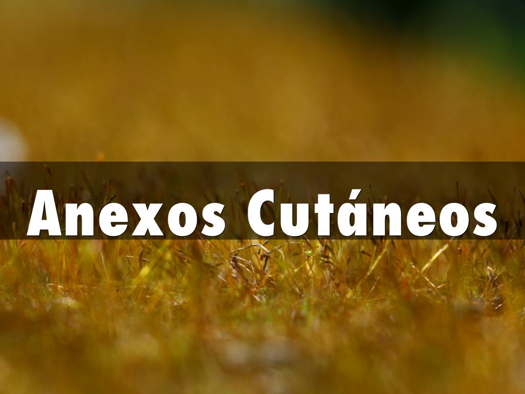Anexos Cutáneos