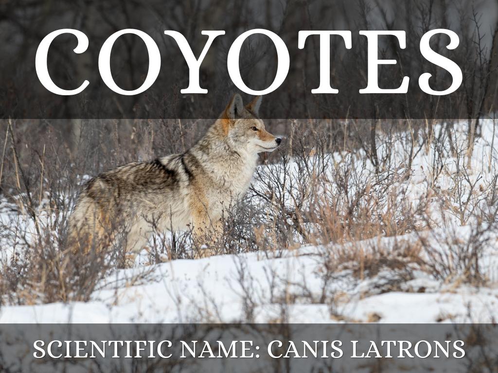 Coyote