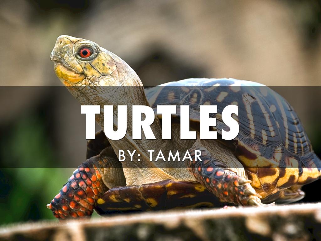 Turtles