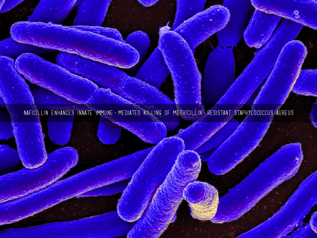Naficillin enhances innate Immune-mediated killing of methicillin-resistant Staphylococcus aureus