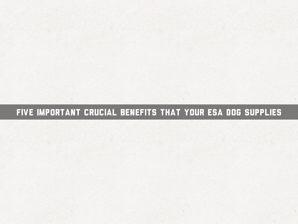 Five Important Crucial Benefits That Your ESA Dog Supplies