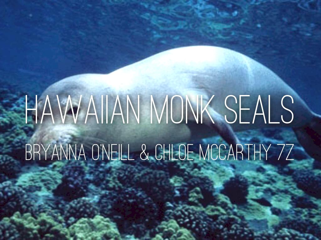 Hawaiian Monk Seals