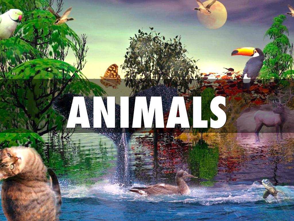 Baby Animals