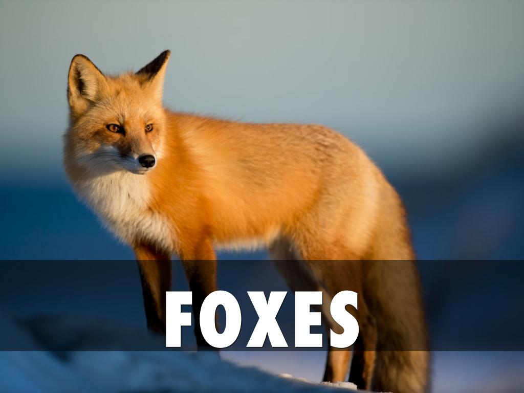 Copy of Foxes